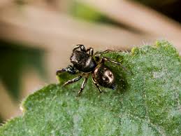 Attēlu rezultāti vaicājumam “Heliophanus sp.”