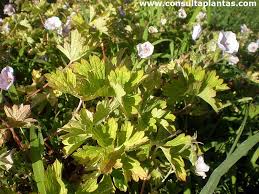 Attēlu rezultāti vaicājumam “Geranium sanguineum leaf”