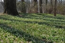 Attēlu rezultāti vaicājumam “Leucojum vernum var. carpathicum”