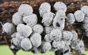 Attēlu rezultāti vaicājumam “Physarum bryocorticola macro”