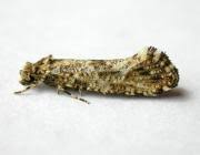 Attēlu rezultāti vaicājumam “Morophaga choragella”