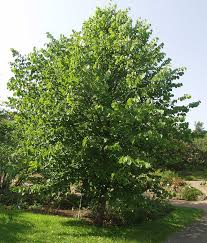 Attēlu rezultāti vaicājumam “Tilia x vulgaris”