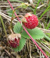 Attēlu rezultāti vaicājumam “Fragaria viridis fruit”