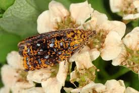 Attēlu rezultāti vaicājumam “Celypha siderana”