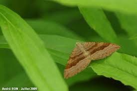 Attēlu rezultāti vaicājumam “Scotopteryx chenopodiata”