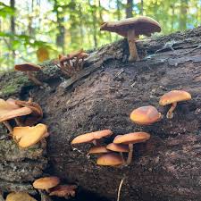 Attēlu rezultāti vaicājumam “Galerina marginata”