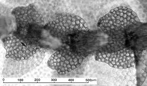 Attēlu rezultāti vaicājumam “Calypogeia suecica”