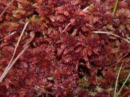 Attēlu rezultāti vaicājumam “Sphagnum magellanicum”