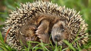 Image result for Igel