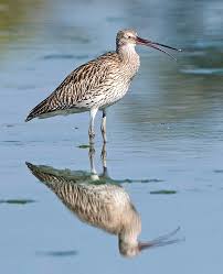 Attēlu rezultāti vaicājumam “Numenius arquata”