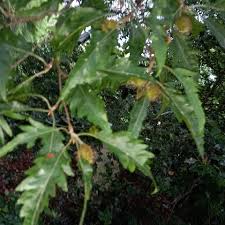 Attēlu rezultāti vaicājumam “Fagus sylvatica fo. laciniata bud”