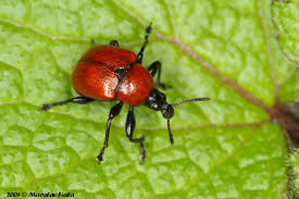 Attēlu rezultāti vaicājumam “Attelabus nitens”