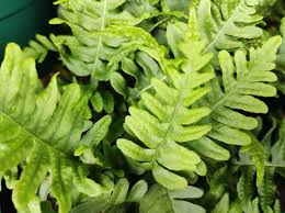 Attēlu rezultāti vaicājumam “Polypodium vulgare”