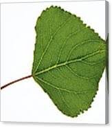 Attēlu rezultāti vaicājumam “Populus nigra leaf”