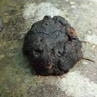 Attēlu rezultāti vaicājumam “Hypoxylon fuscum”