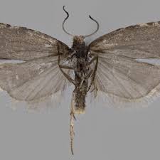 Attēlu rezultāti vaicājumam “Ancylis myrtillana”