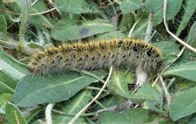 Attēlu rezultāti vaicājumam “Lasiocampa trifolii”