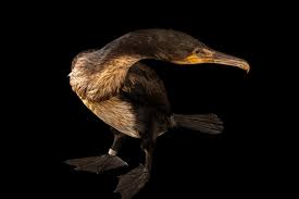 Image result for Phalacrocorax carbo