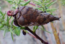 Attēlu rezultāti vaicājumam “Rabdophaga salicis”