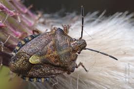 Attēlu rezultāti vaicājumam “Carpocoris purpureipennis”