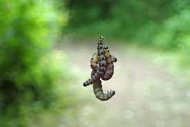 Attēlu rezultāti vaicājumam “Yponomeuta malinellus / cagnagella larva”