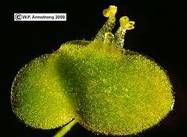 Attēlu rezultāti vaicājumam “Lemna gibba”