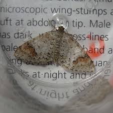 Attēlu rezultāti vaicājumam “Venusia blomeri”