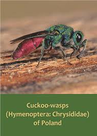 Attēlu rezultāti vaicājumam “Chrysididae”