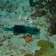 Image result for Monotaxis grandoculis