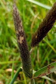 Attēlu rezultāti vaicājumam “Alopecurus pratensis”