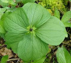 Attēlu rezultāti vaicājumam “Paris quadrifolia leaf”