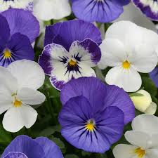 Image result for Viola cornuta