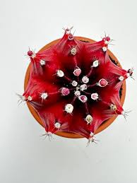 Image result for Gymnocalycium