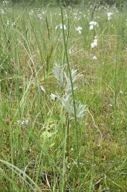 Attēlu rezultāti vaicājumam “Salix lapponum”