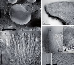 Attēlu rezultāti vaicājumam “Athelia pyriformis”