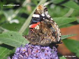 Attēlu rezultāti vaicājumam “Vanessa atalanta underside”
