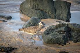 Image result for Numenius hudsonicus