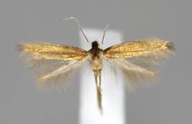 Attēlu rezultāti vaicājumam “Bucculatricidae”