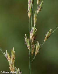 Attēlu rezultāti vaicājumam “Molinia caerulea fruit”