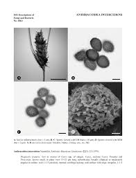 Attēlu rezultāti vaicājumam “Anthracoidea”