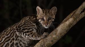 Image result for оцелот