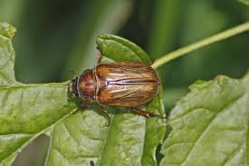 Attēlu rezultāti vaicājumam “Amphimallon solstitiale imago”