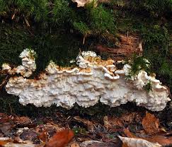 Attēlu rezultāti vaicājumam “Antrodia”