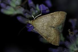 Attēlu rezultāti vaicājumam “Udea fulvalis”