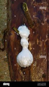 Attēlu rezultāti vaicājumam “Reticularia sp.”