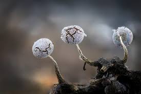 Attēlu rezultāti vaicājumam “Physarum album”