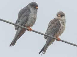 Image result for Falco amurensis