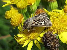 Attēlu rezultāti vaicājumam “Pandemis cinnamomeana”