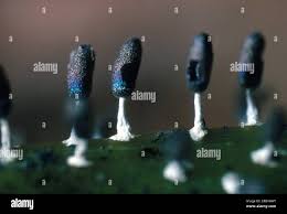 Attēlu rezultāti vaicājumam “Diachea leucopodia young”