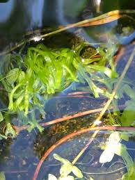 Attēlu rezultāti vaicājumam “Riccia canaliculata”